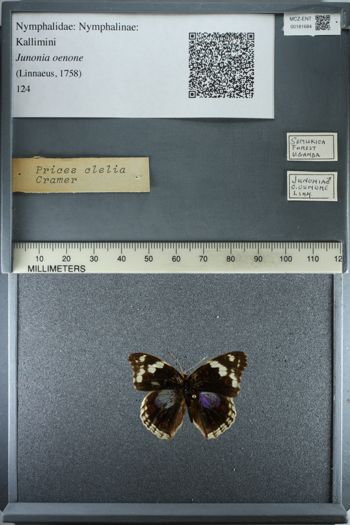 Media type: image;   Entomology 181684